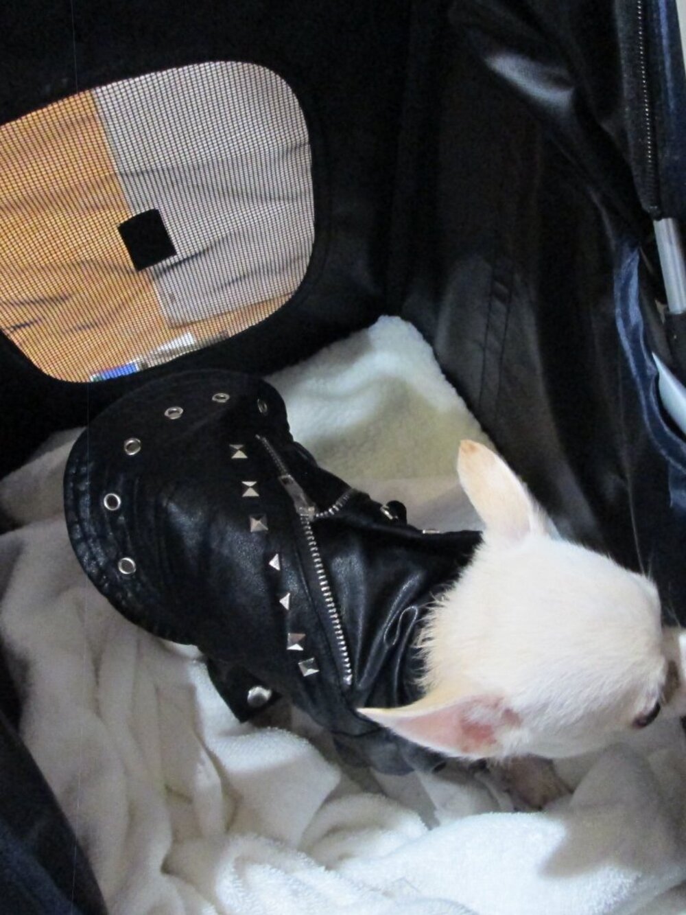 Small faux black leather studded doggie motorcycle jacket modeled by a rockstar